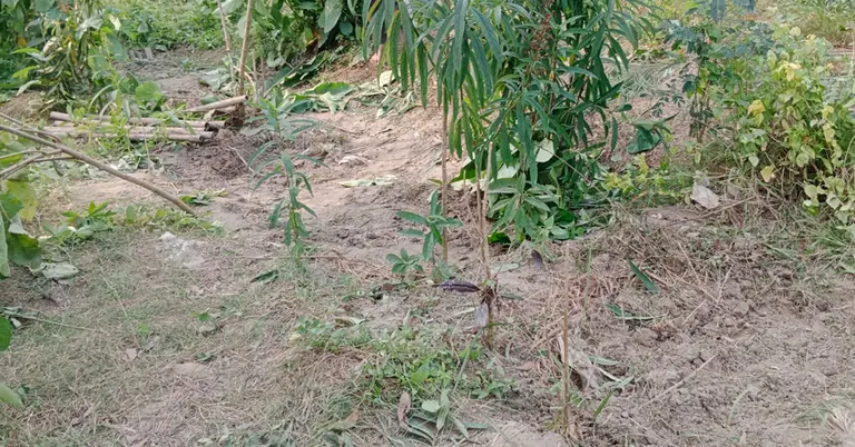 মানিকগঞ্জের কেন্দ্রীয় কবরস্থান